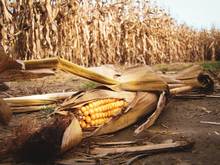 corncob in cornfield