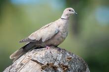 Eurasian collared dove