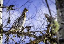 ruffed grouse