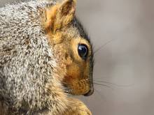 fox squirrel