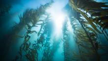 pacific ocean kelp forest california