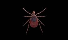 tick macro photo