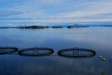 fish farming