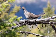 Dusky grouse