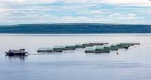 norwegian salmon farm net pens 