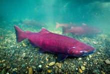 chinook salmon