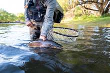 brown trout fly fishing
