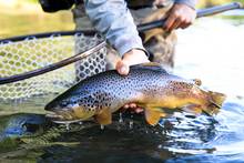 brown trout patagonia