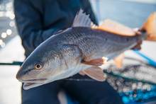 Photo: Chris Hunt. redfish fly fishing