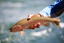 rainbow trout perdigon nymph