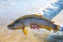terrestrial fly trout fishing - brown trout