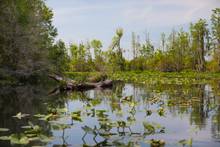 okefenokee swamp