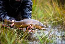 rio blanco brown trout | patagonia | chile