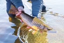 brown trout | copyright 2021 chad shmukler