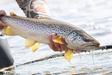 brown trout