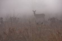 deer in fog