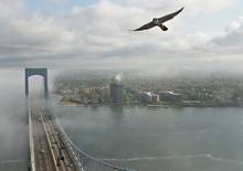 peregrine falcon new york city