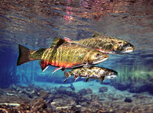 Oregon Brook Trout