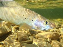 Alaskan arctic grayling