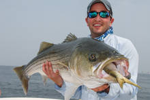 striped bass eating menhaden