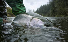 Washington Steelhead