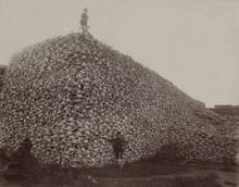 bison extinction skull pile