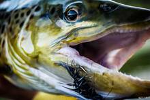 A streamer eating Beaverhead River brown trout (photo: A.J. Swentosky).