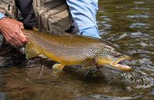 brown trout madison river