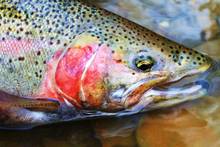 great lakes buck steelhead