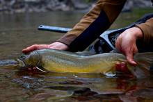 bull trout