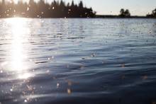 mayflies on water