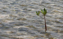 florida mangrove