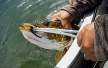 Reindeer Lake pike that grabbed a black Slumpbuster 