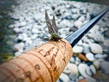 Green Drake Mayfly on fly rod