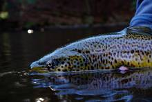 big pennsylvania brown trout