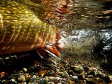 brook trout swimming