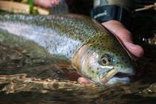 beaver creek rainbow trout ottobine va