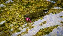 dolly varden bright streamer