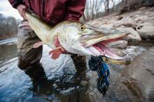 musky fly fishing