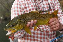 brown trout south holston