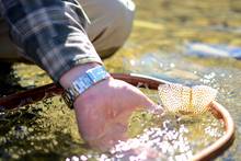 cutthroat trout