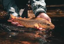 pennsylvania brown trout | euro jig streamers