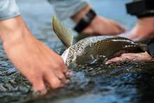 measuring a fish