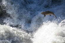 Elwha River Chinook Salmon