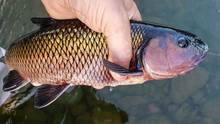 delaware river fallfish