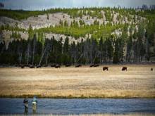 firehole river fly fishing
