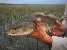 grass flats redfish