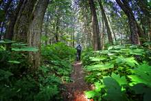 tongass national forest