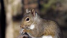 Gray squirrel