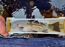 A foot-long greenback, one of the fish originally stocked in Herman Gulch from the genetically pure Bear Creek population